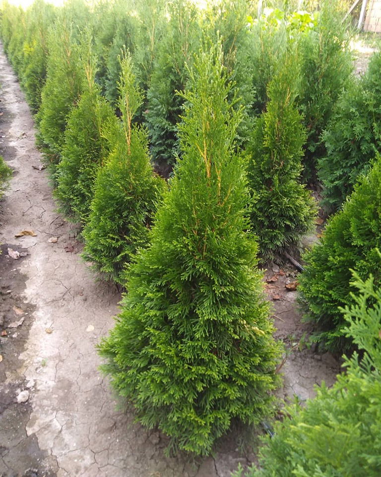 Rasadnik četinara Gojković