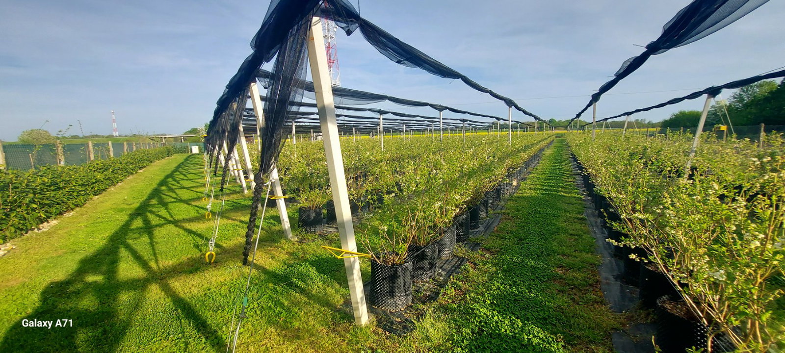 IZABERI BERRY PLANTAŽA BOROVNICA