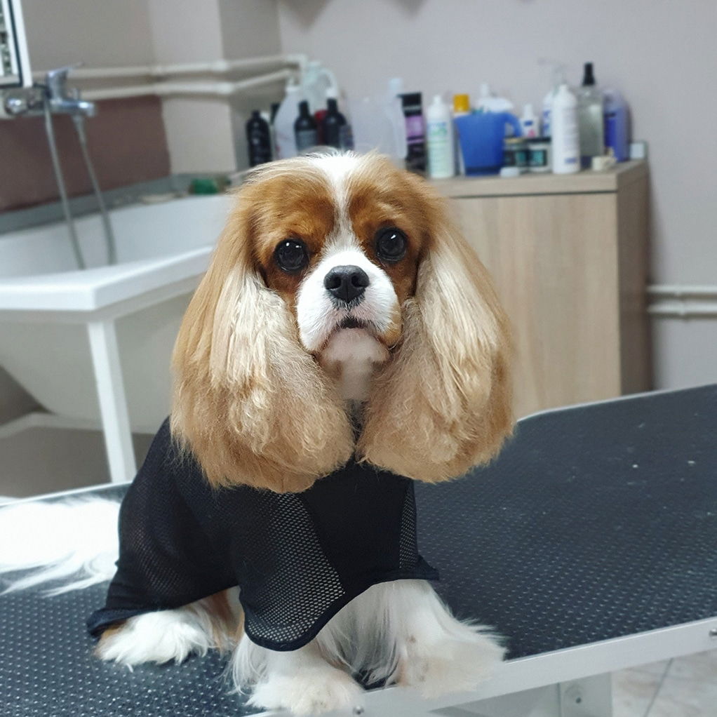 Gentle Star Grooming - Nega Pasa