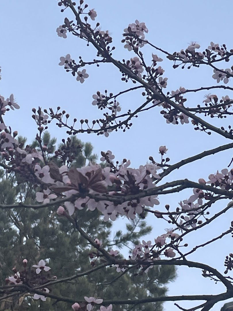 Porodica Milovanović