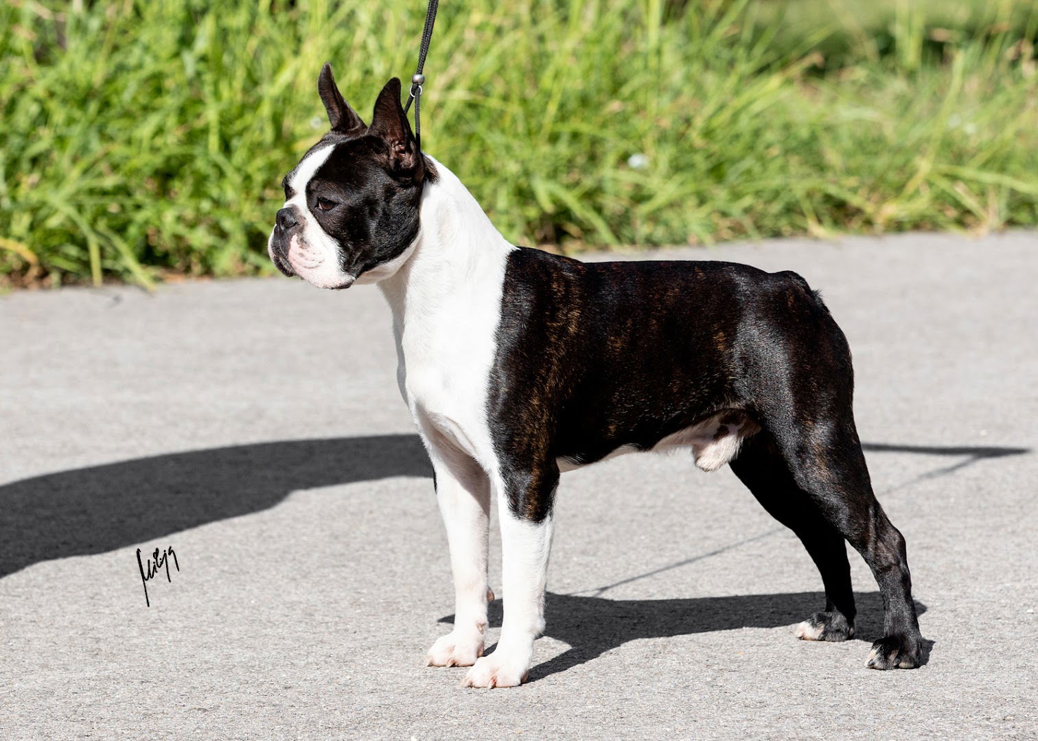 Odgajivacnica Boston Teriera “Dam Prestige”