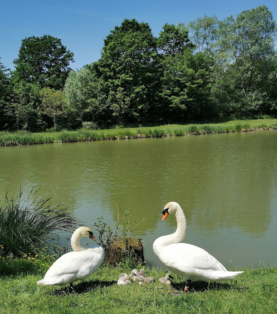 Ribiška družina Grosuplje