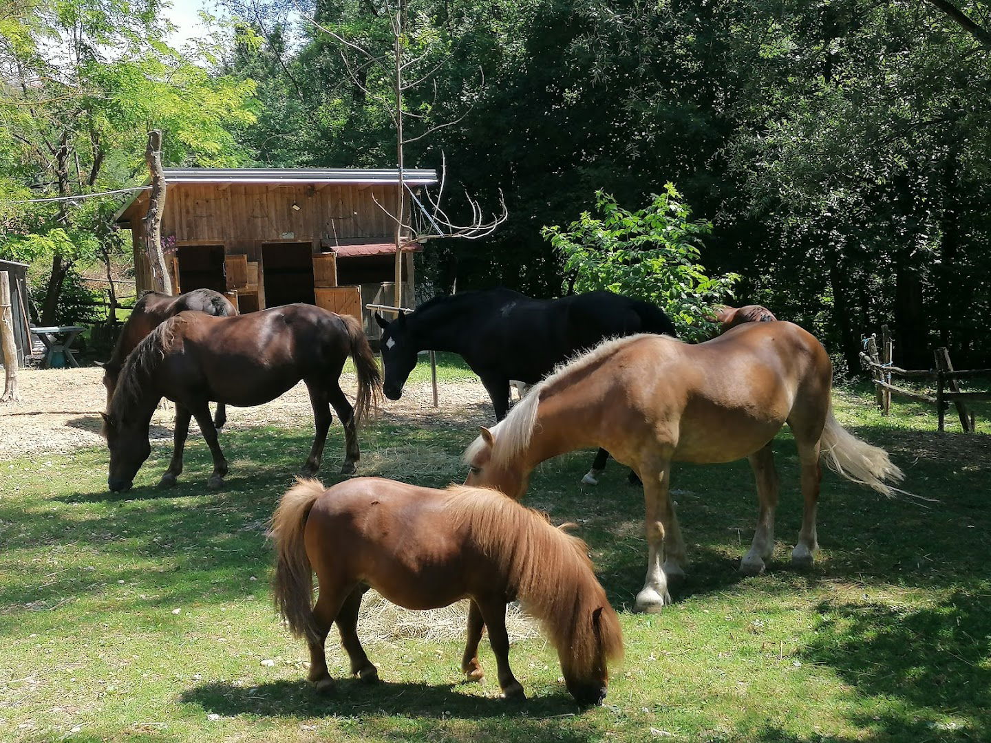 FALA-konjička udruga