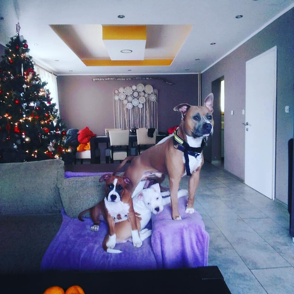 Karaula veterinarska ambulanta