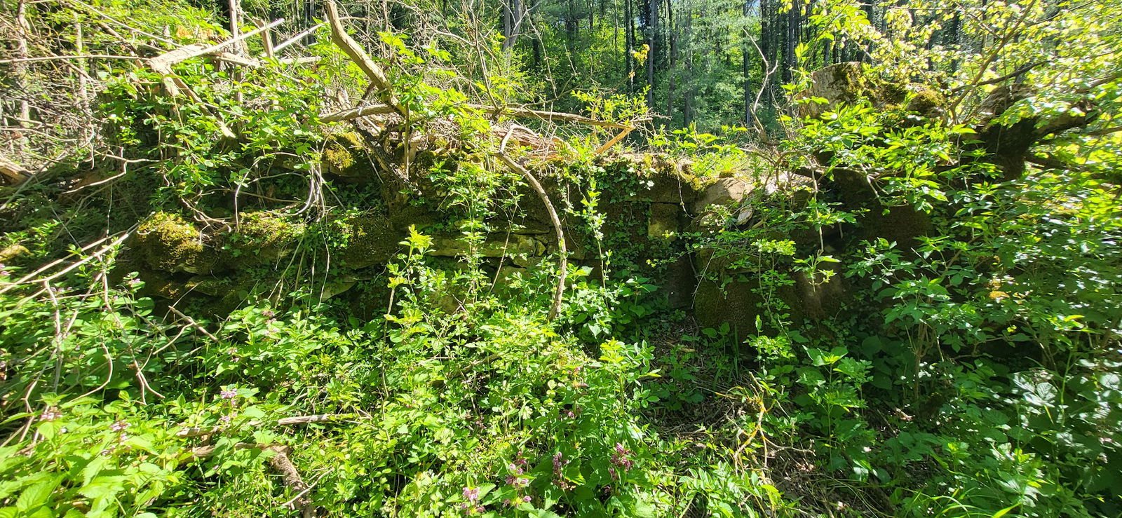 Ancient terraces Javorje