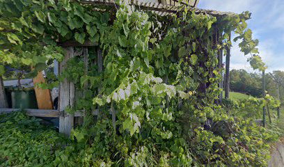 STUDIO ŠANTEJ - Roky Šantej s.p.