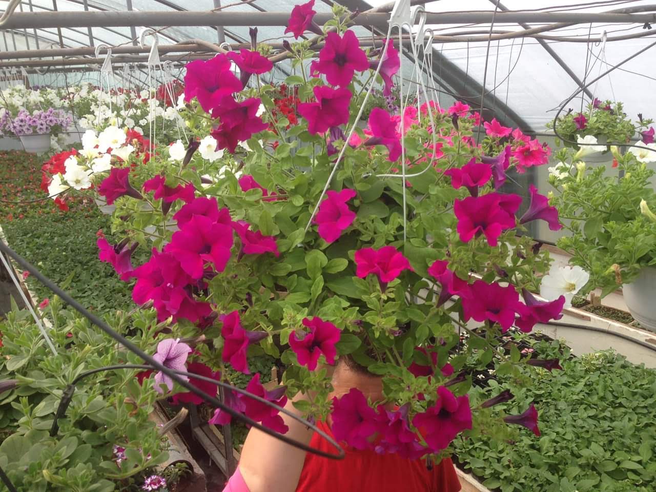 Rasadnik cveca Dragojlovic