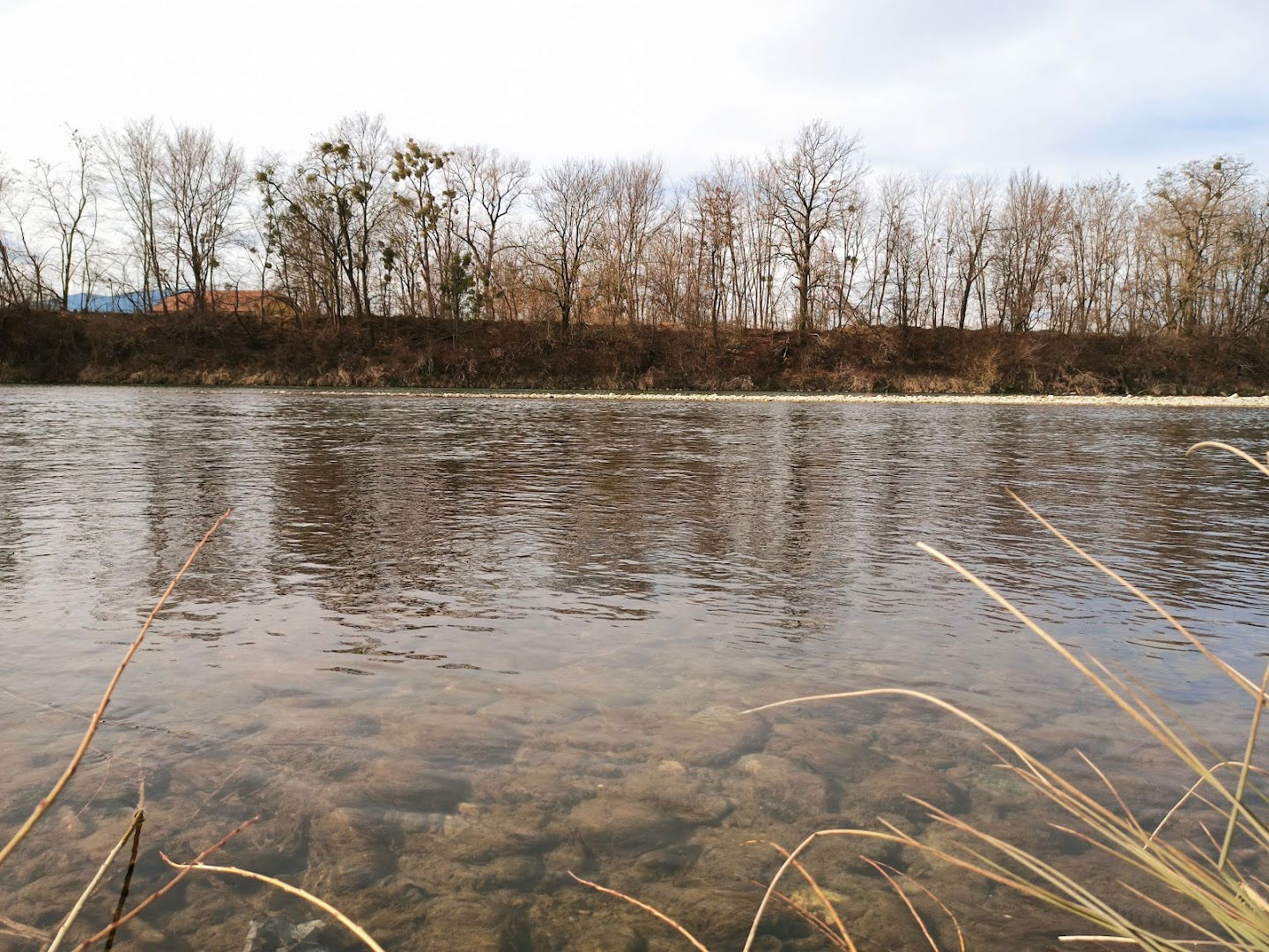 Drava, stara struga, Trčova