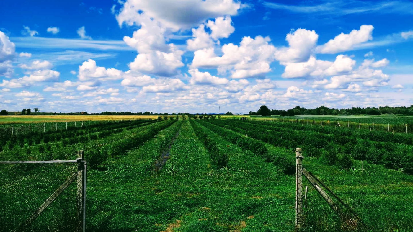 OPG Grkavac Borna HASKAP