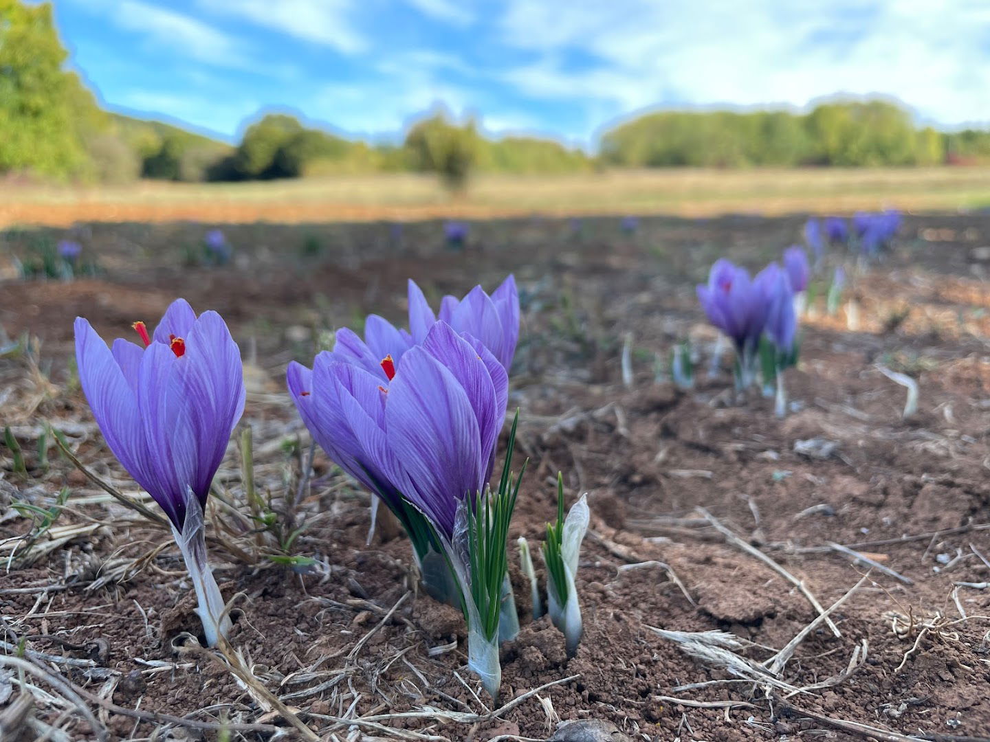Istarski Šafran - OPG Černjeka