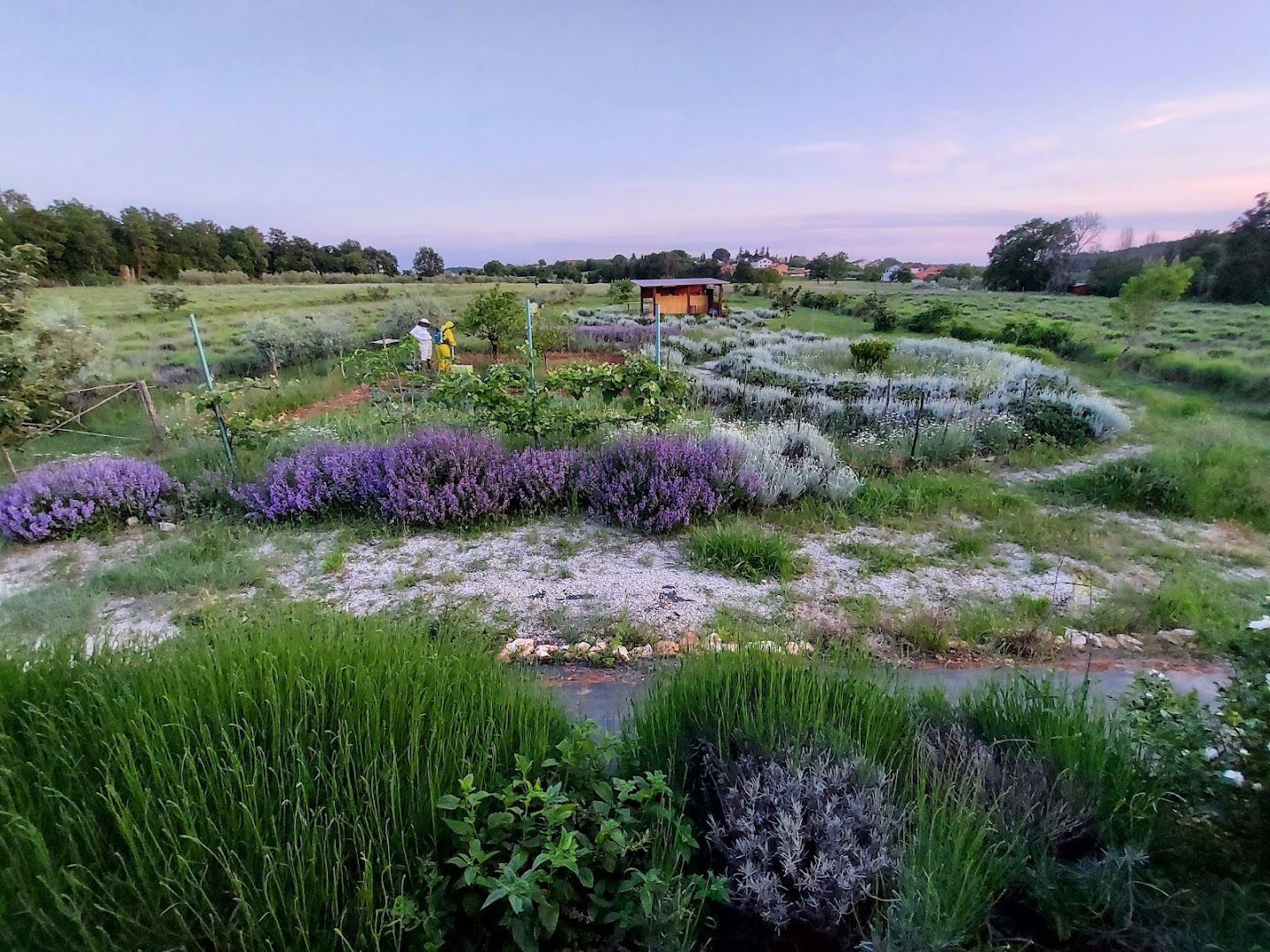 AROMA ISTRE - ISTRIAN ECO LAVENDER & FAMILY FARM