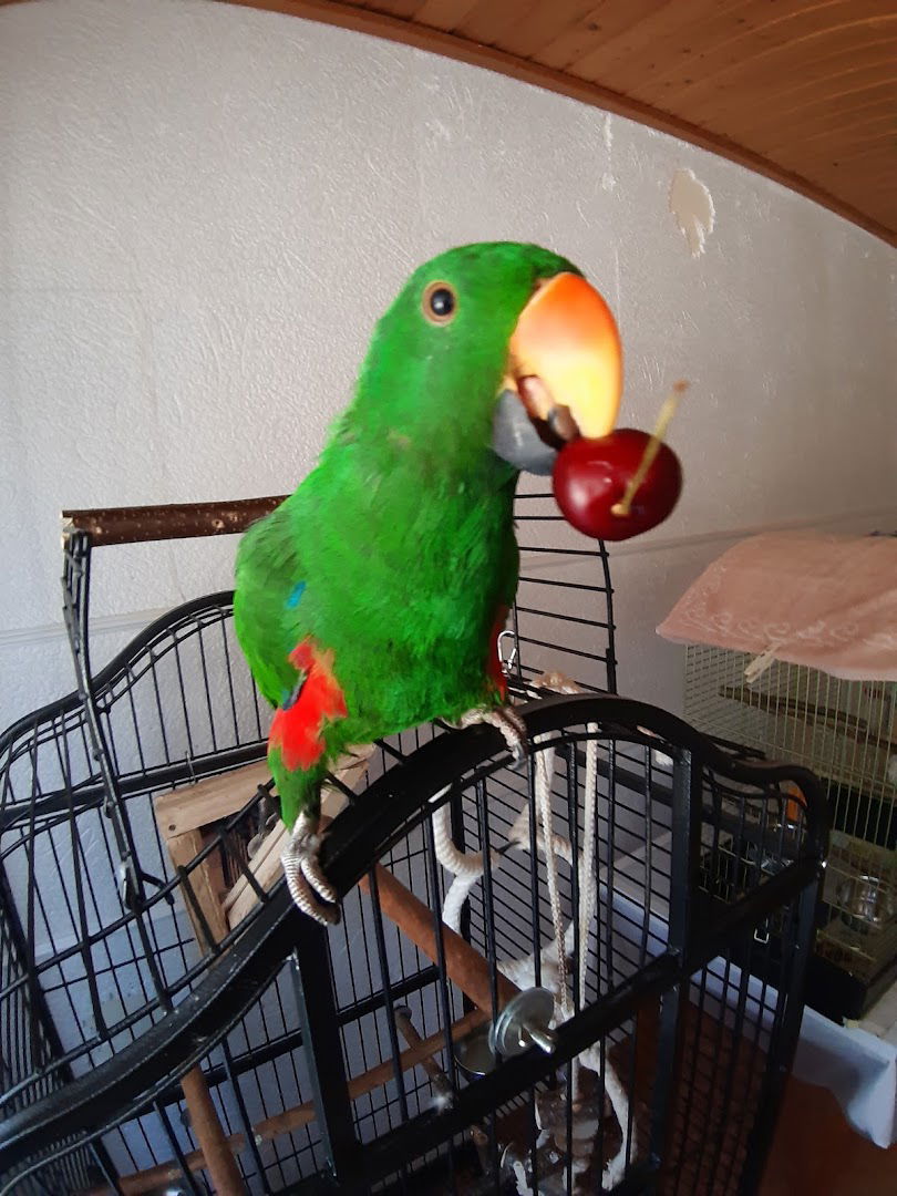 Kordiš Breda & Davorin