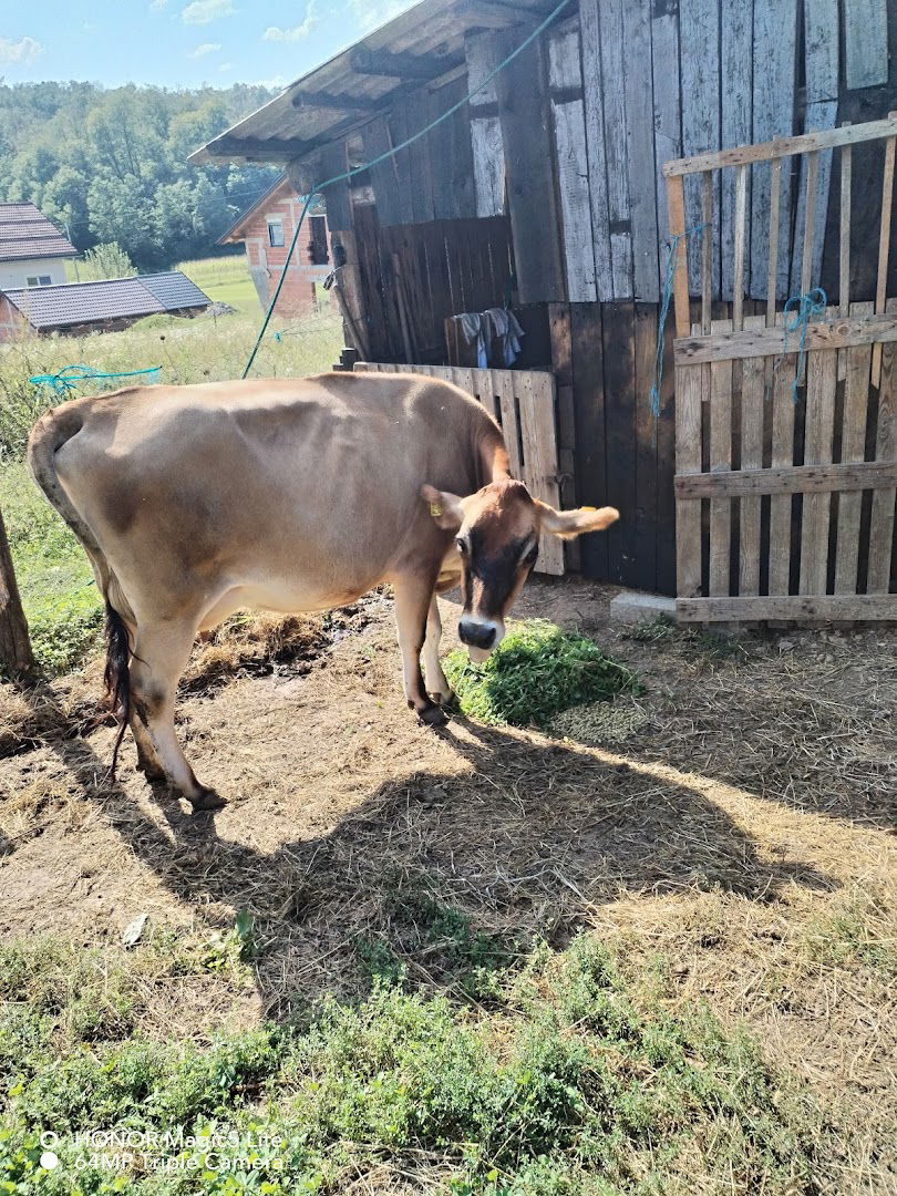 Opg Jasmina Pavlačić