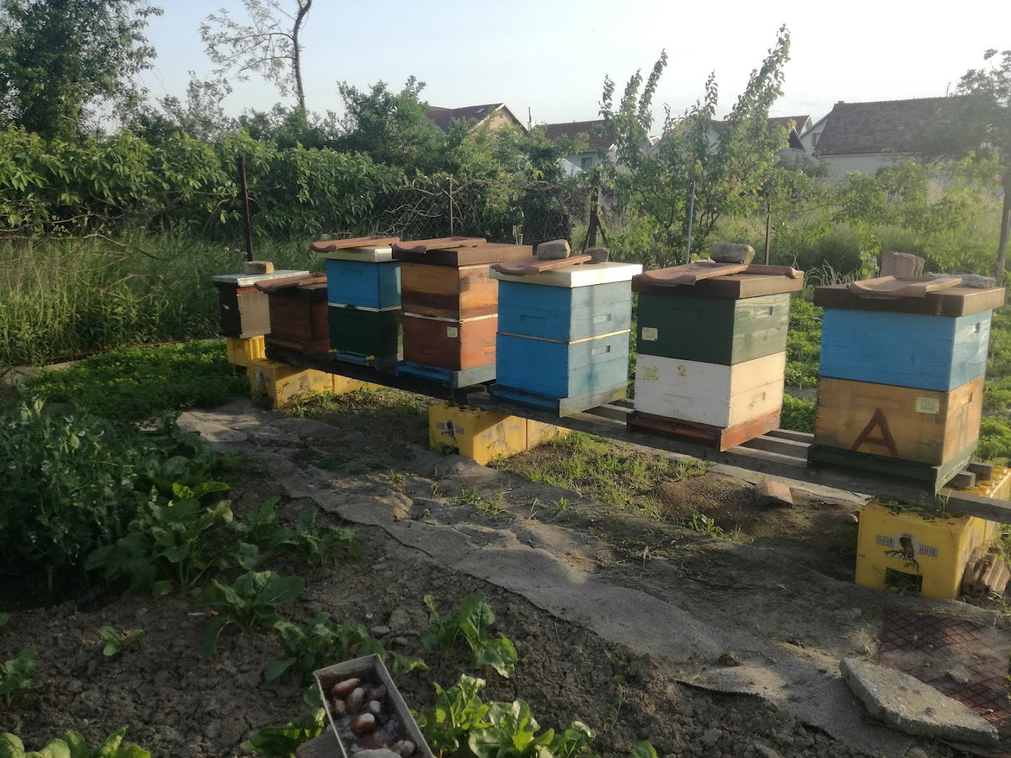 Igor's Apiary