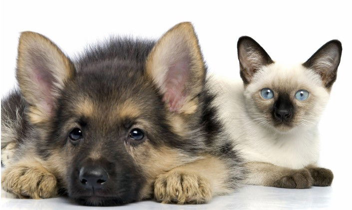 Veterinarska stanica Karlovac