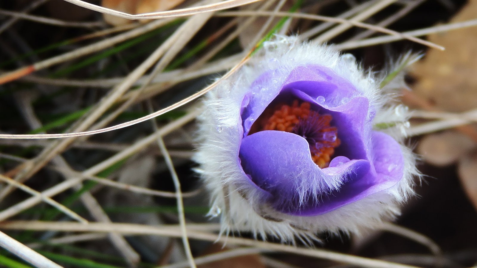 Park prirode Papuk - UNESCO Global Geopark