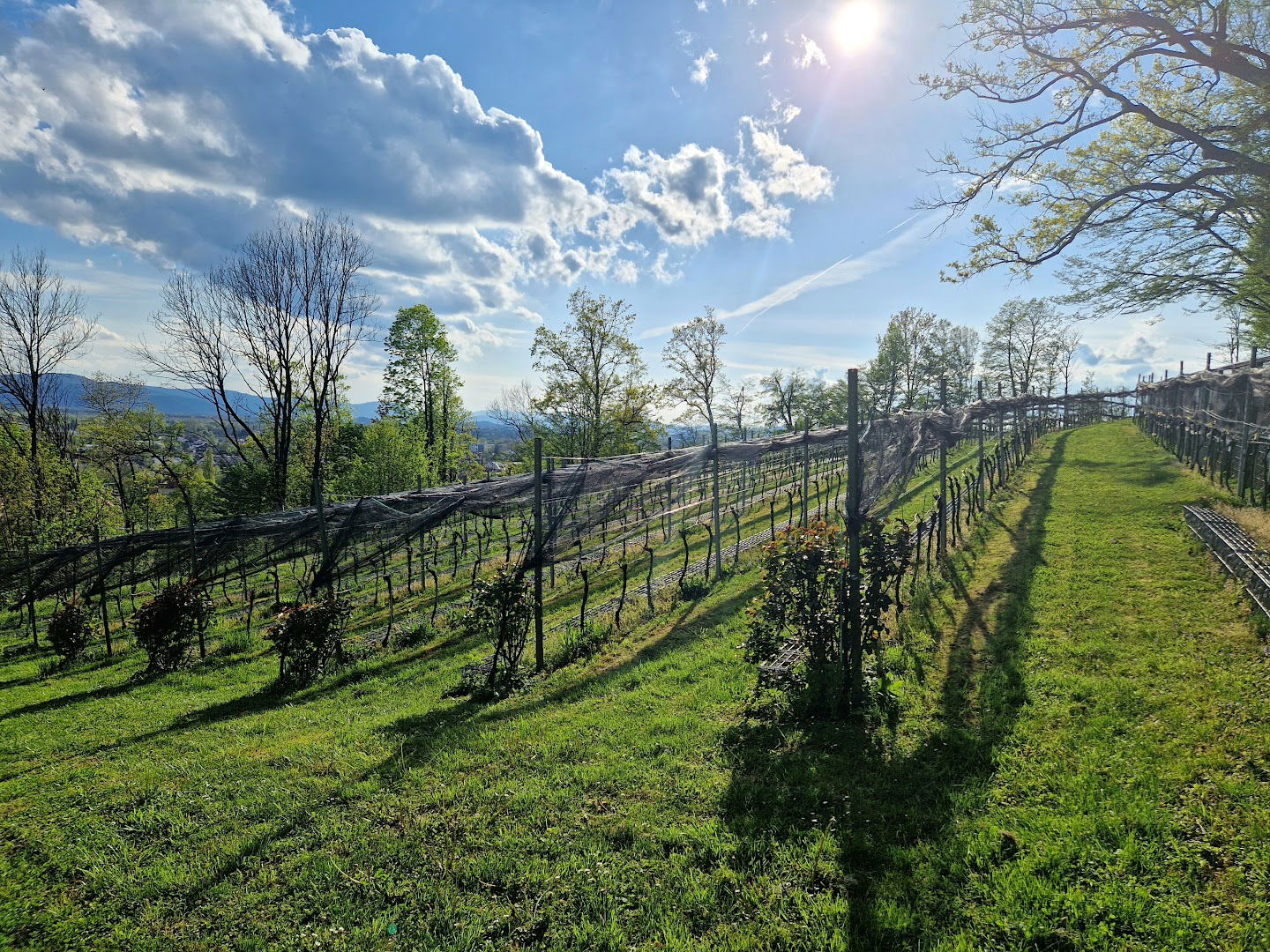 Grajski vinograd - Castle Vineyard