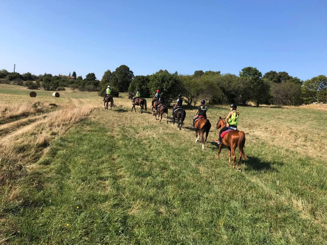 Wild Souls Horse Farm
