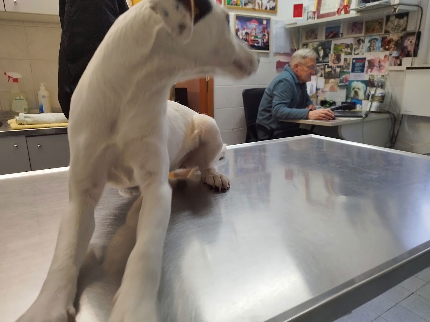 Veterinarska ambulanta "BELA"