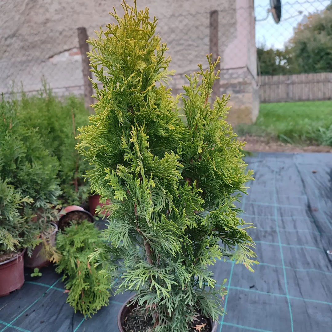 Rasadnik četinara Glušci