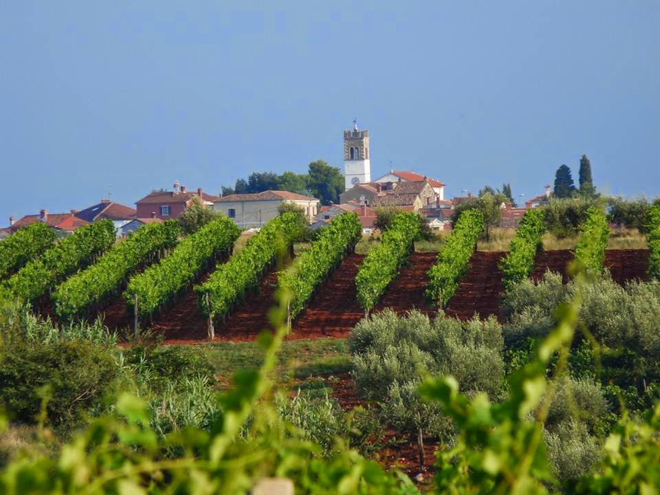 F & F. Ravalico winemaking