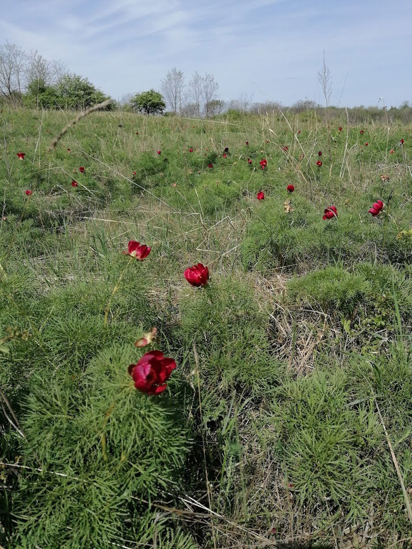 Stanište stepskog božura