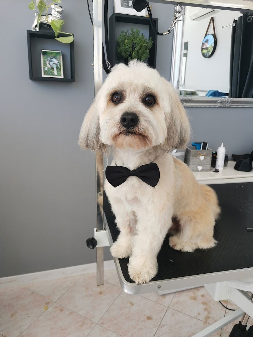 Salon za pse Ko te šiša