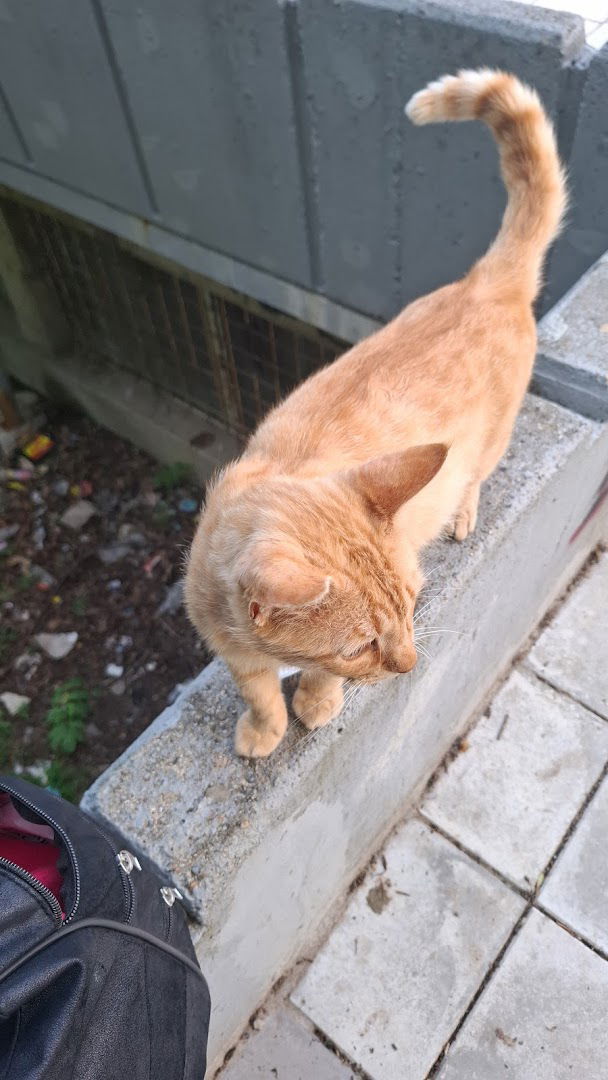 Garfildov ćošak- večna uspomena na našeg najboljeg prijatelja