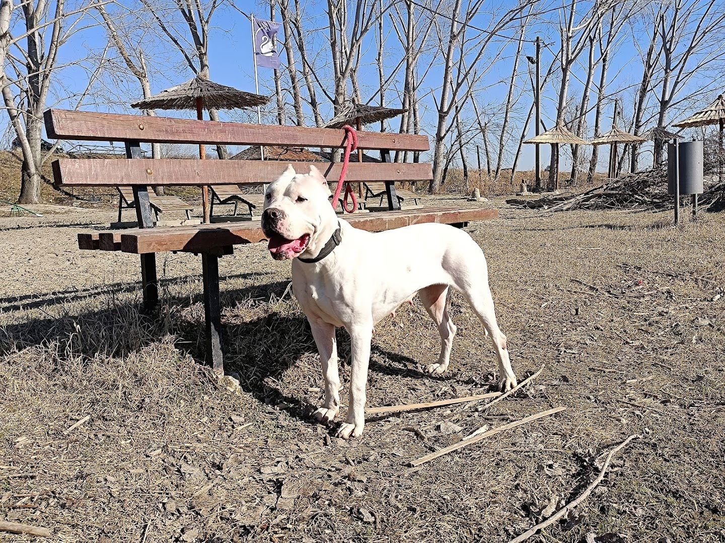 dogo_argentino_008