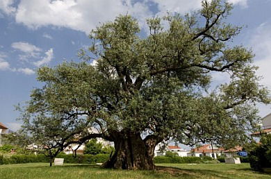 1500 Year Old Olive Tree