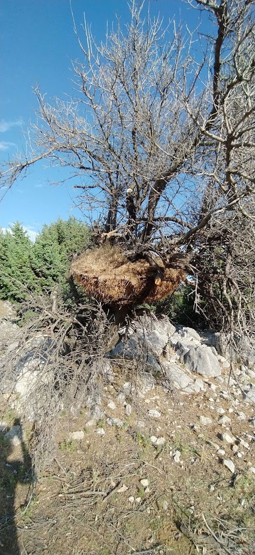 Grassmoon Thomas May