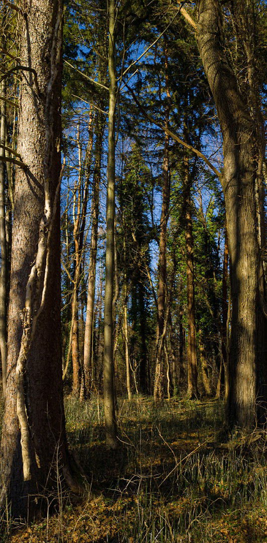 Mariborski otok - zahod / Maribor Island - west