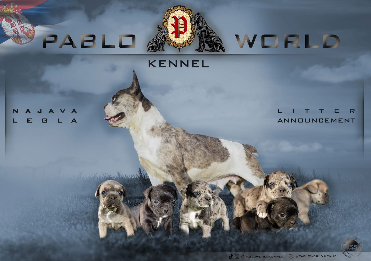 Odgajivacnica Francuskih Buldoga Pablo World Beograd