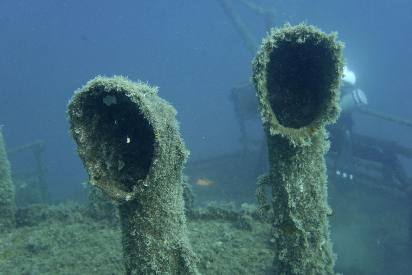 Brodolom Peltastis (Ronjenje