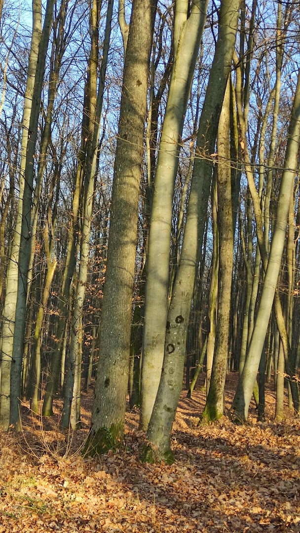 Šuma - Marija Bistrica