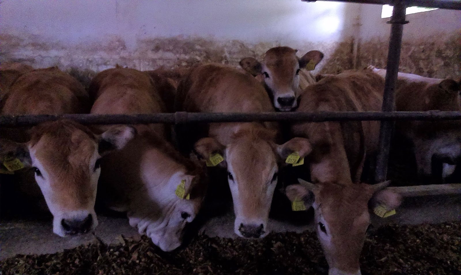 Poljoprivredno gospodarstvo Strajnić Radovan