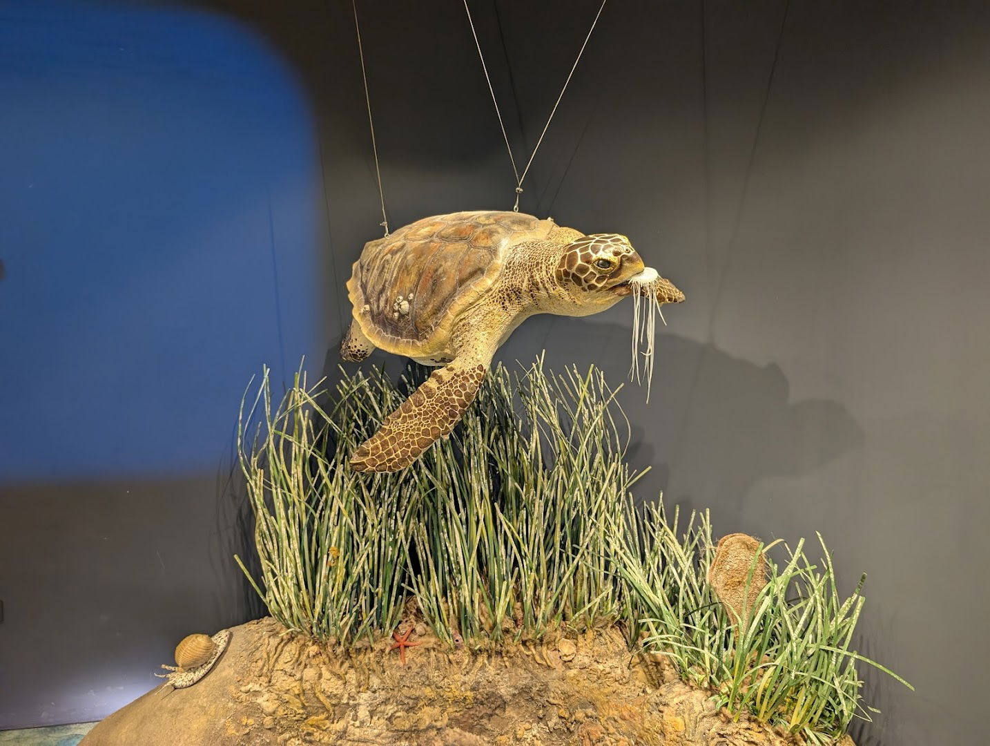 Kanal St. Ante - Visitor Center