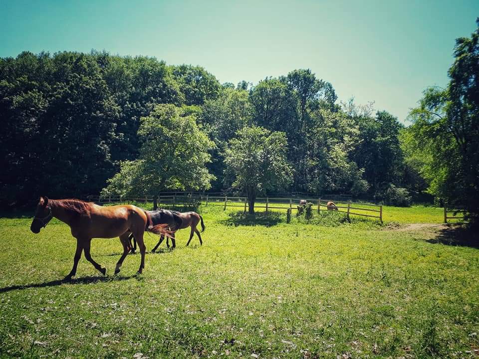 Poljoprivredno turističko domaćinstvo Degurić