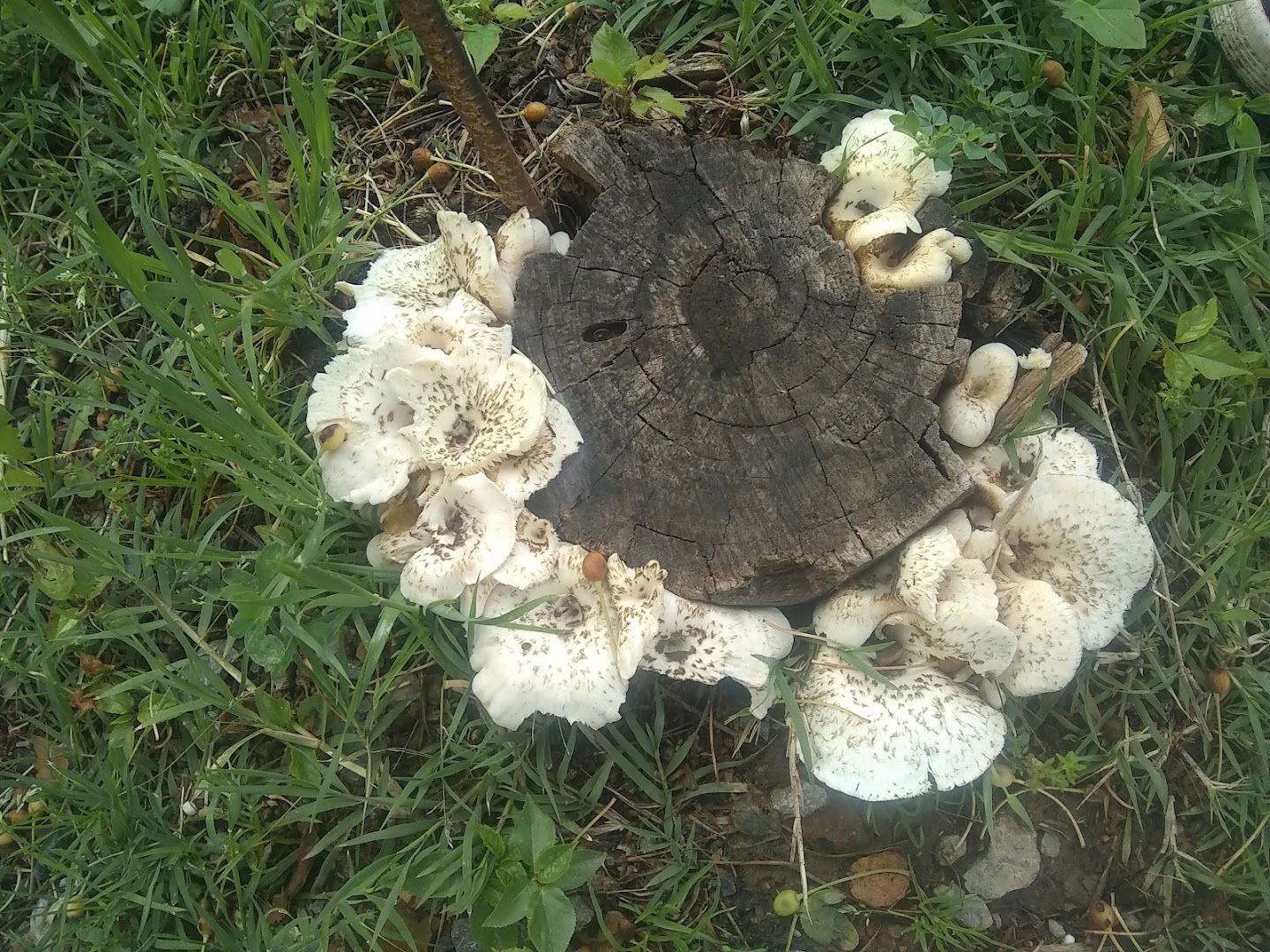 Primary School 14 October