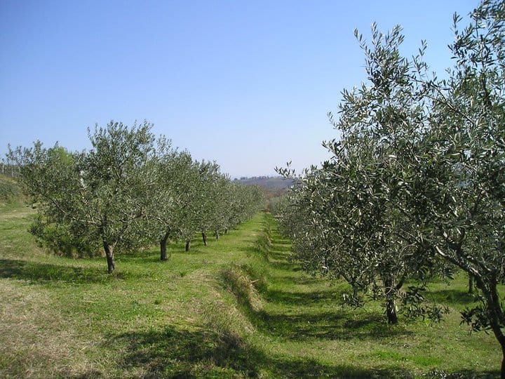 Terra Histra - ekološko olje in vino