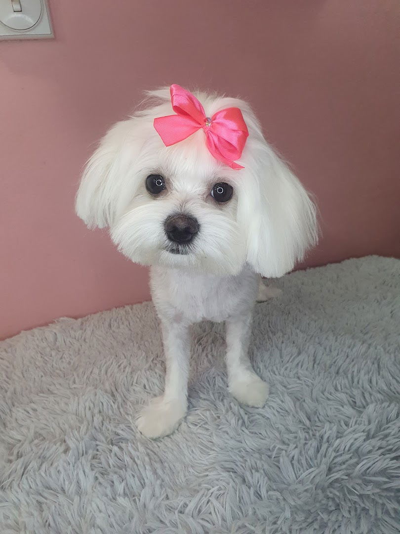 Šišanje pasa Pinky