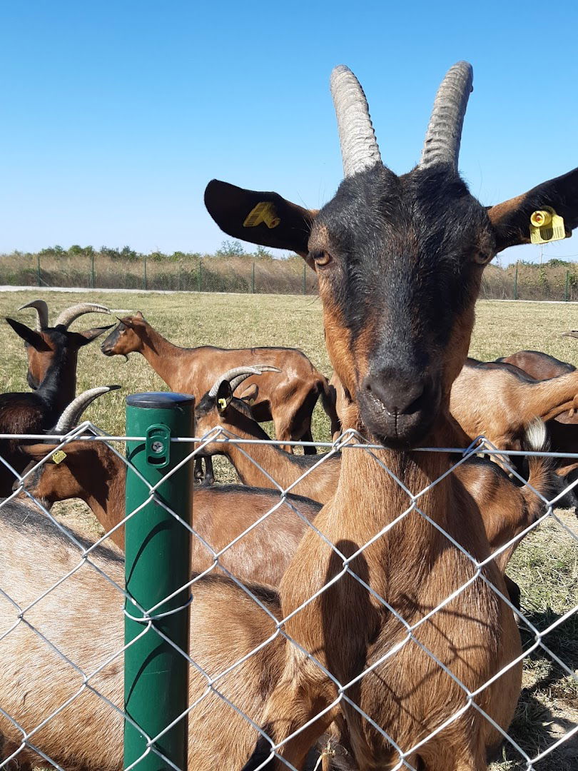 Mlekara Carpe Diem Krusedol