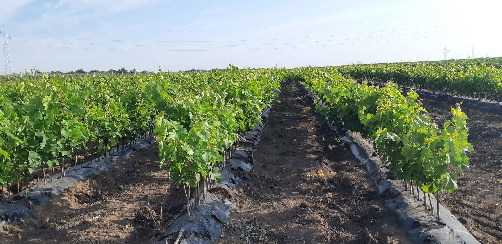 Nursery and experimental farm of Faculty of Agriculture Novi Sad