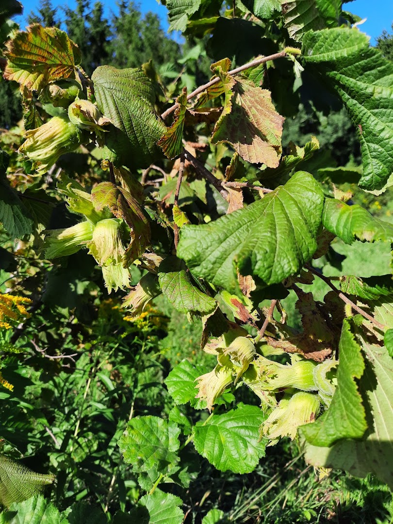 HOSNI-COMPITEL d.o.o