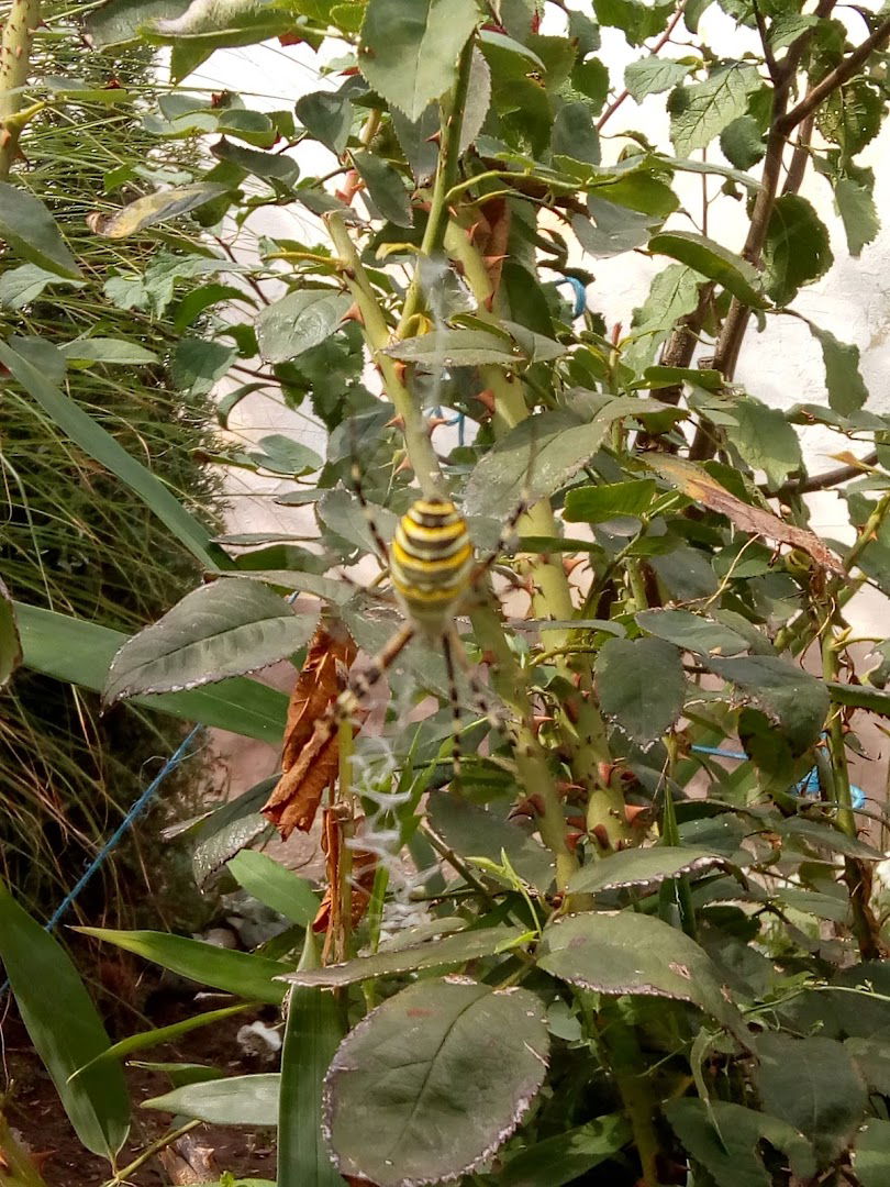 Veterinarska stanica