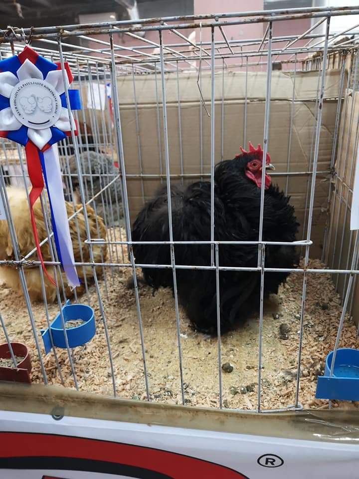 Kokinkine Djordjevic