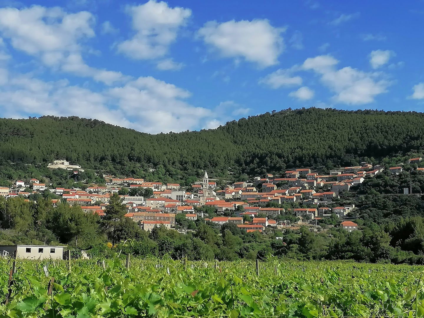 Winery Željko Pecotić Baran