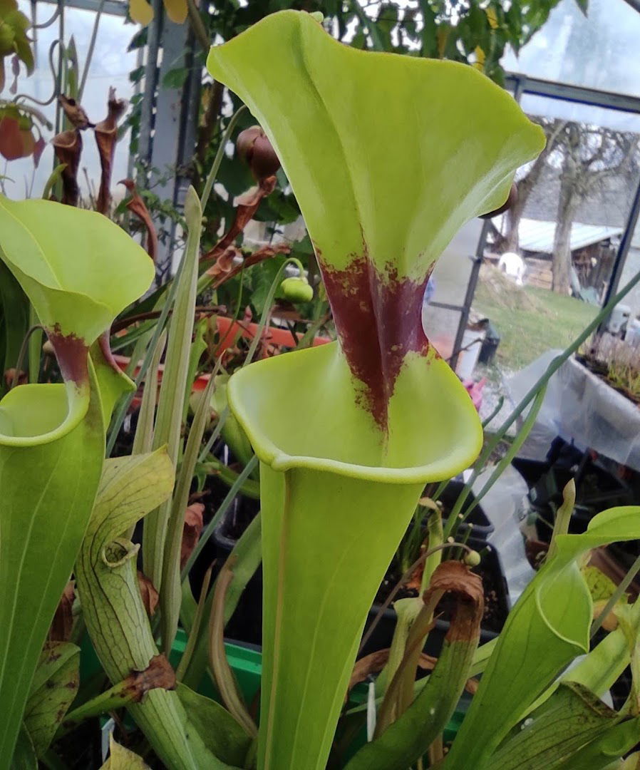 Diversiflora: carnivorous plants