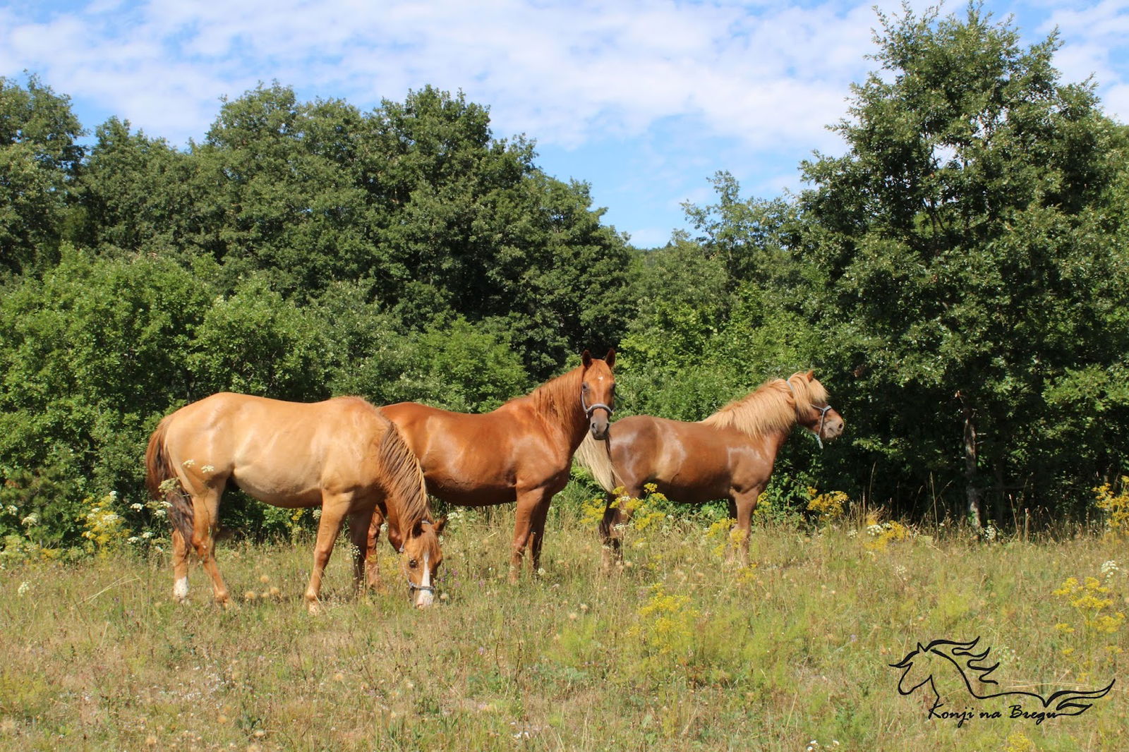 Konji na Bregu/Horses on Breg