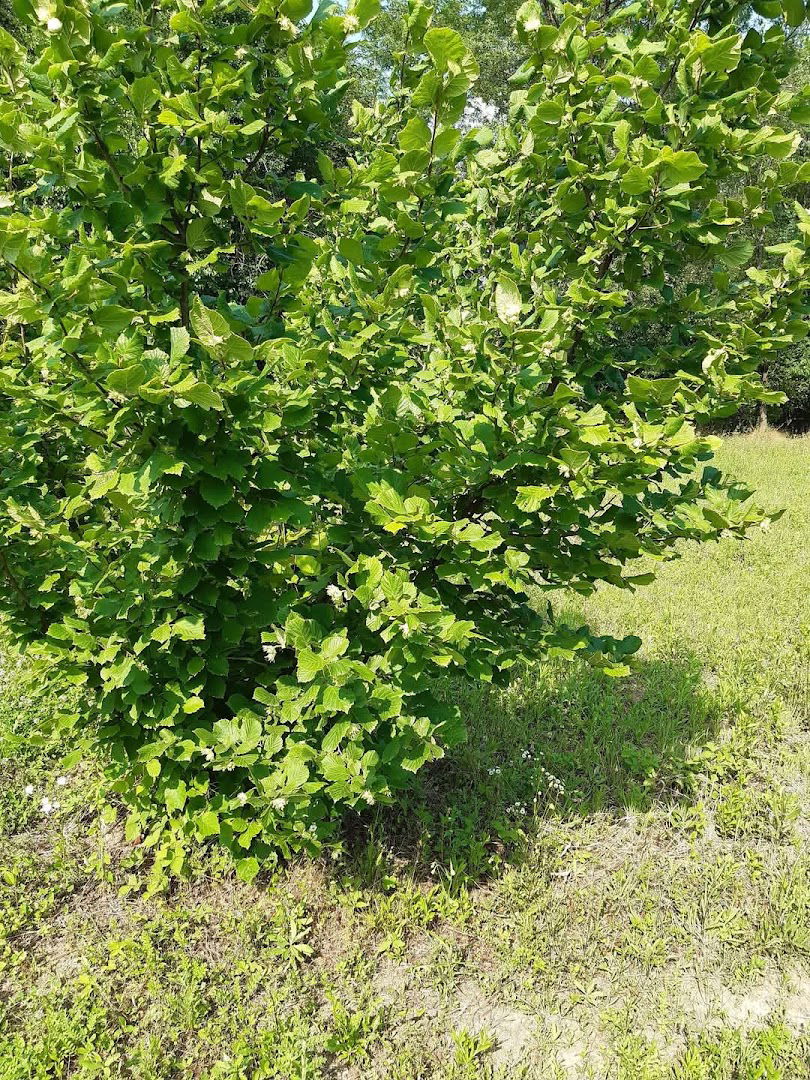 Лешници Обрадовић